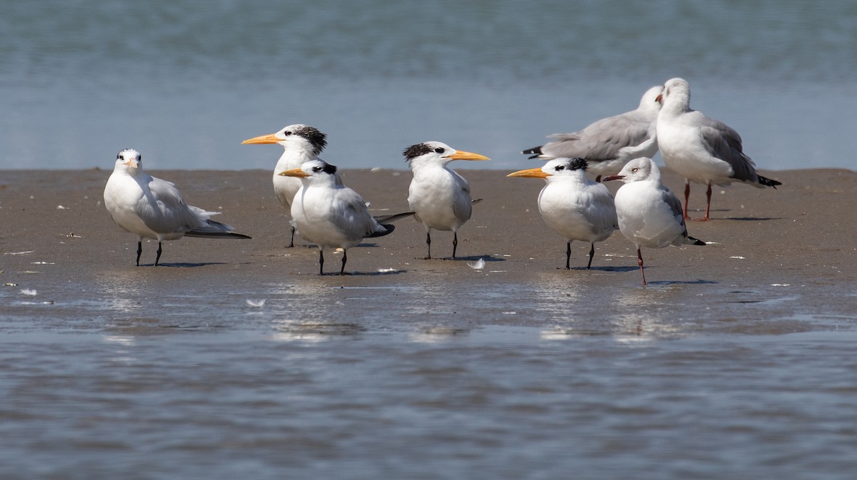 West African Crested Tern - ML157583181