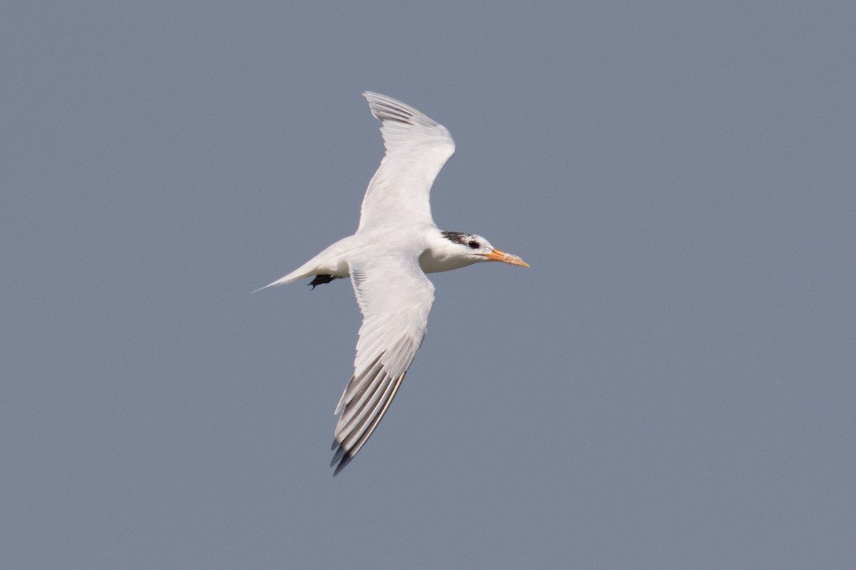 West African Crested Tern - James Kennerley