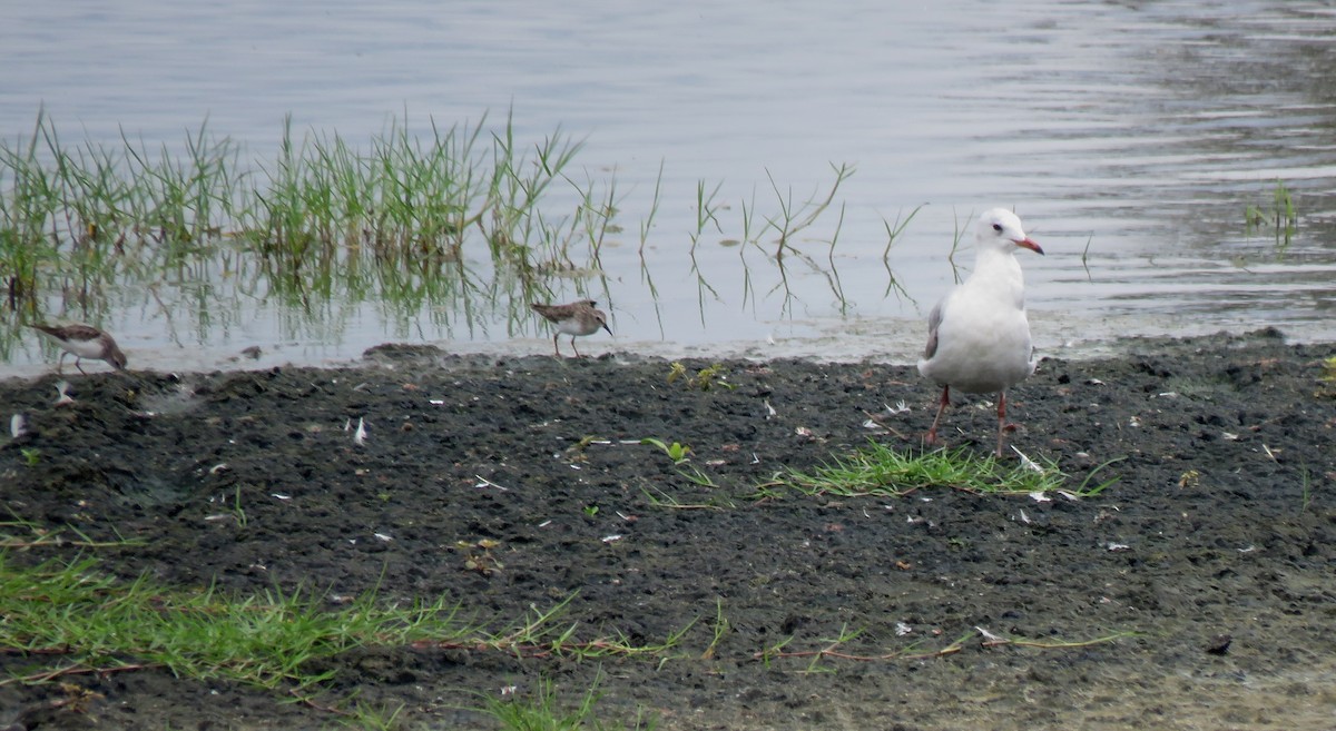 Gray-hooded Gull - Edison🦉 Ocaña