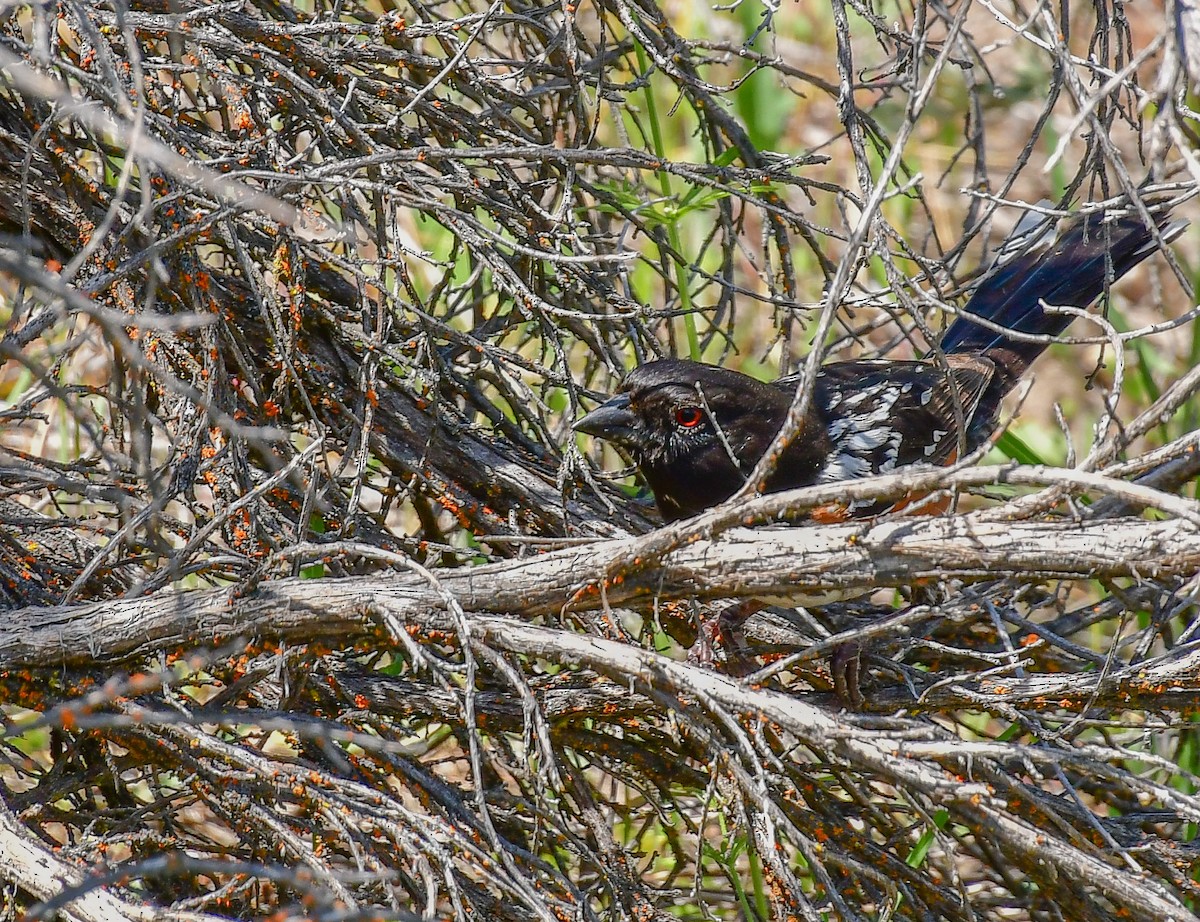 Spotted Towhee - ML157585141
