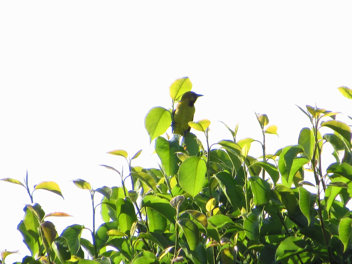 Orchard Oriole - ML157585351