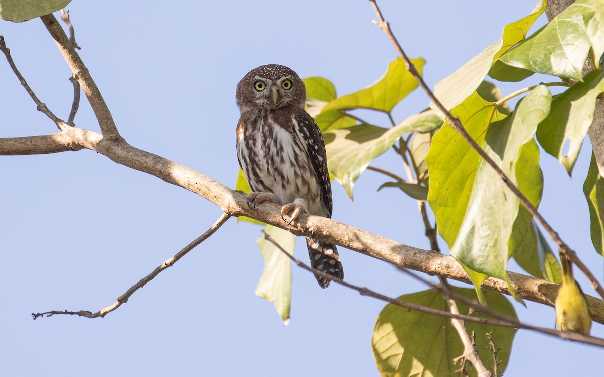 Pearl-spotted Owlet - ML157585731