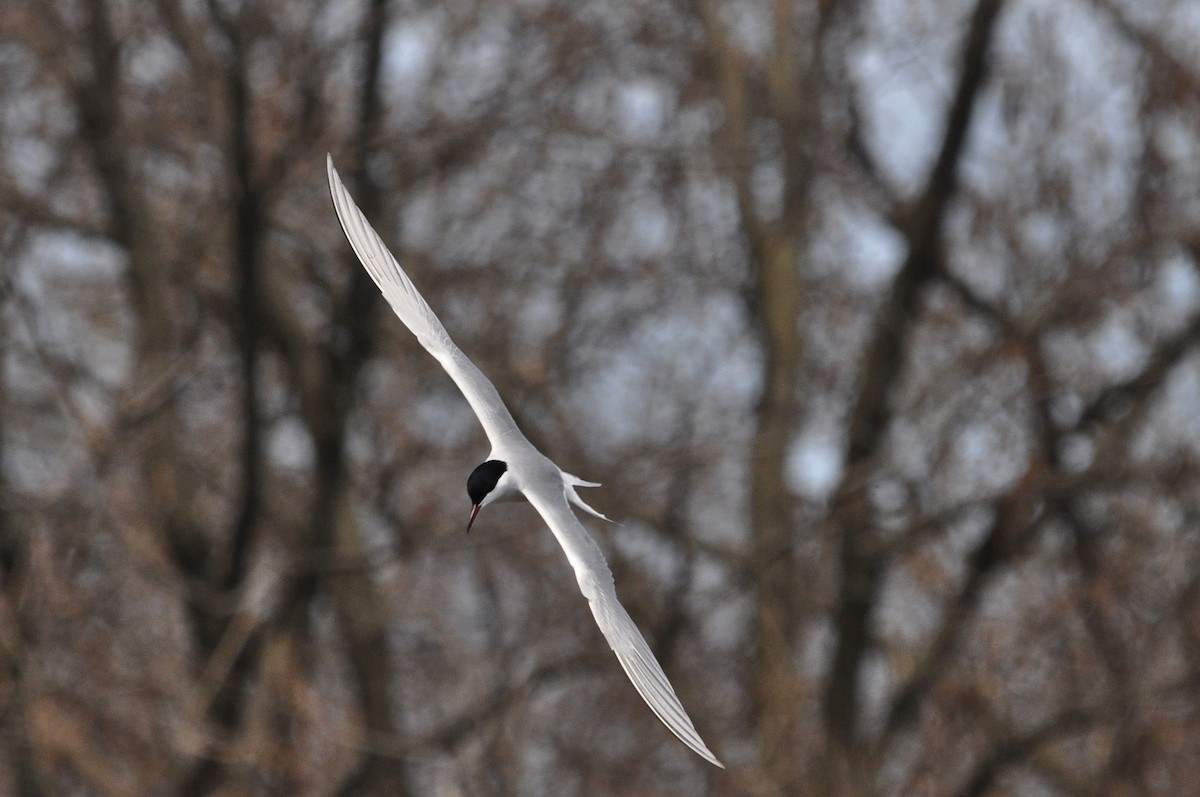 Common Tern - Kaitlin Brough