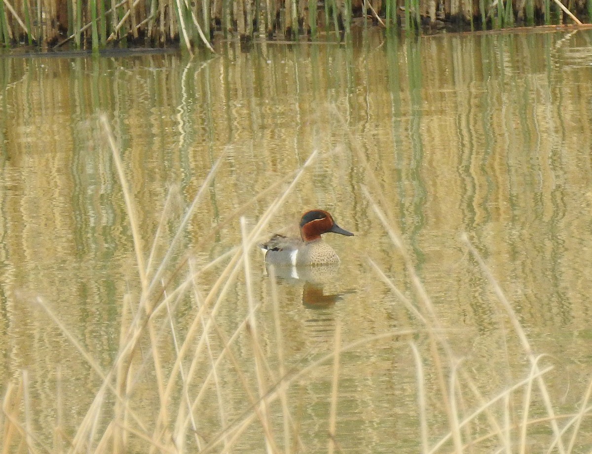 Green-winged Teal - ML157590281