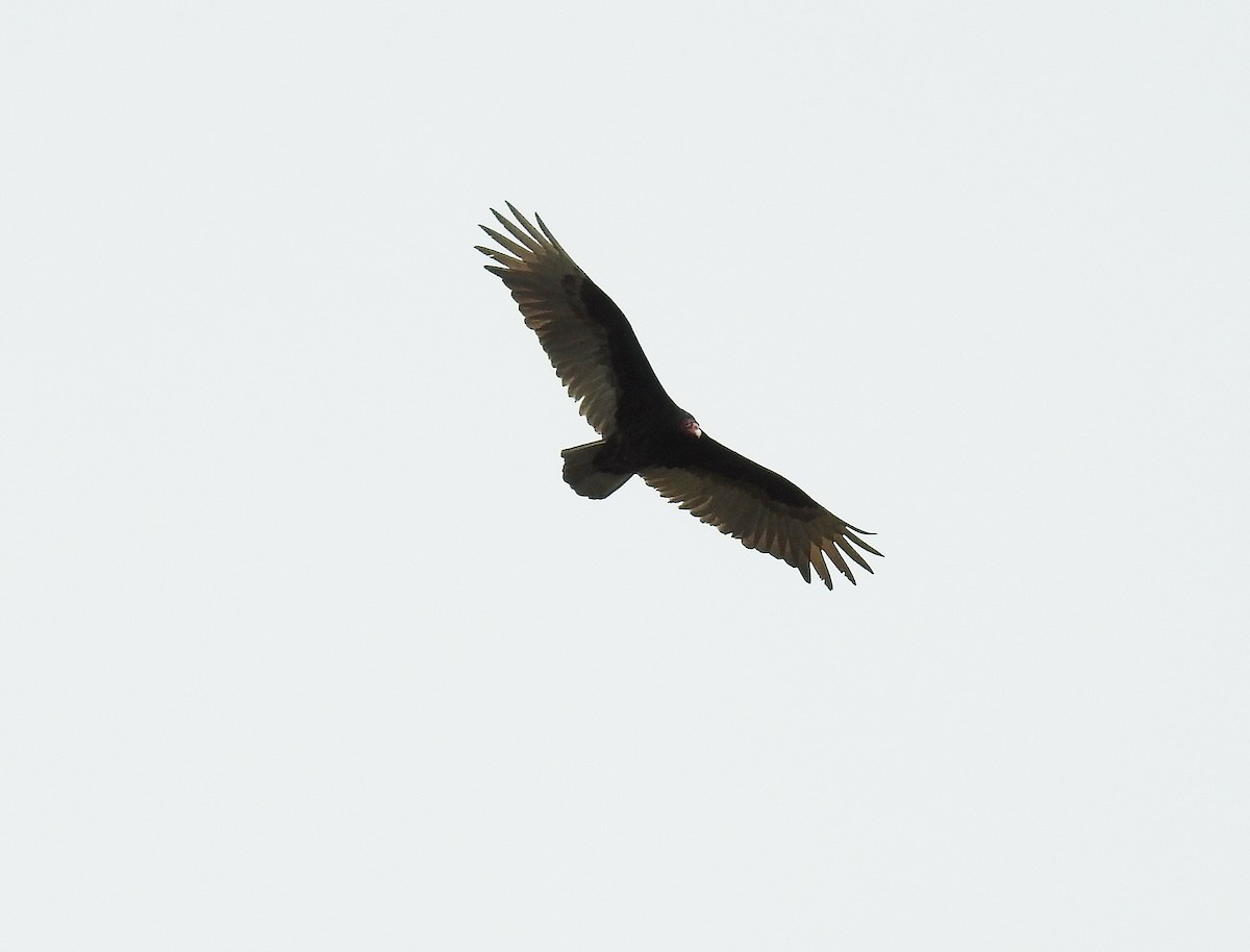 Turkey Vulture - Glenn Pearson