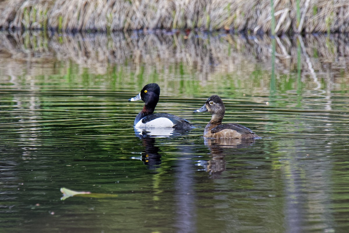 Ring-necked Duck - ML157595881