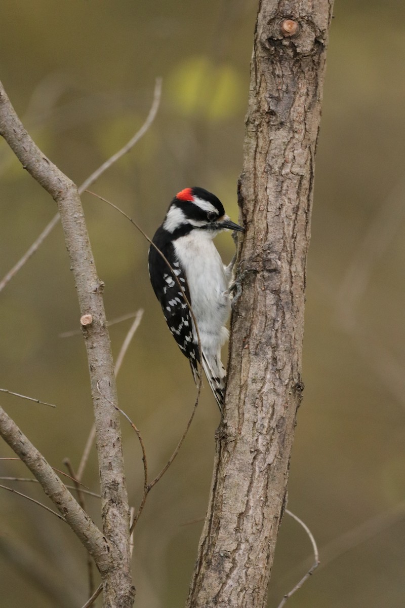 Downy Woodpecker - ML157597421