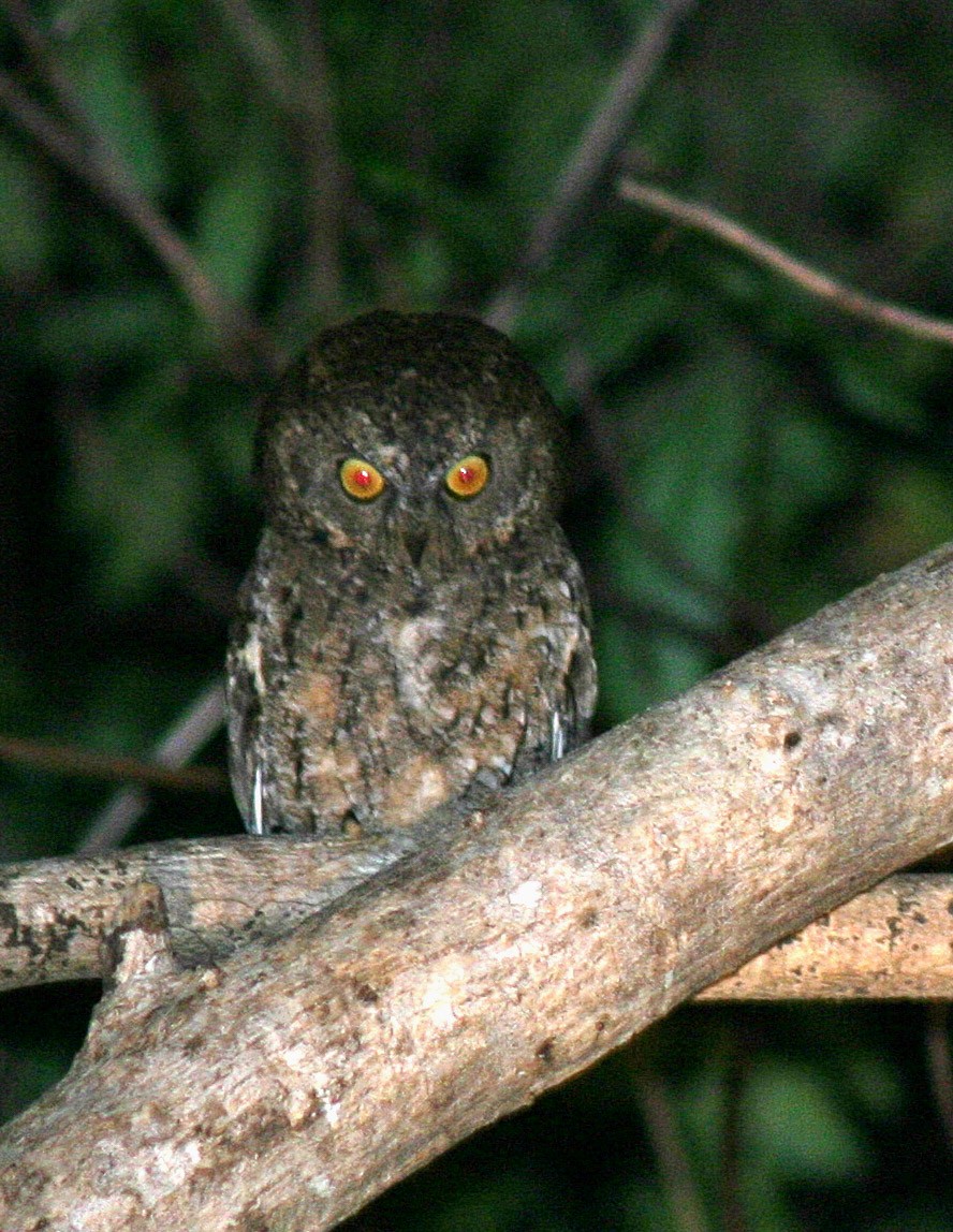 Sulawesi Scops-Owl - Nige Hartley