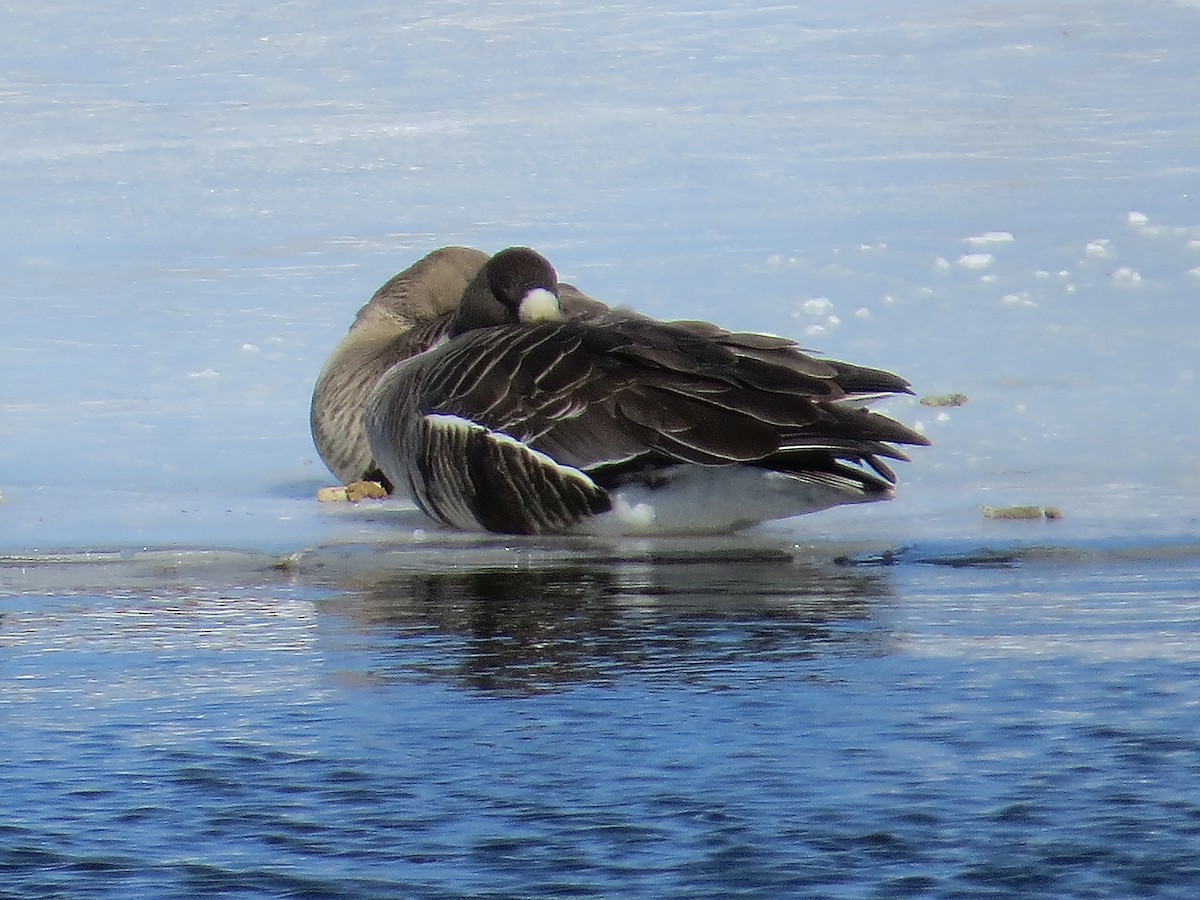 Greater White-fronted Goose - ML157603651
