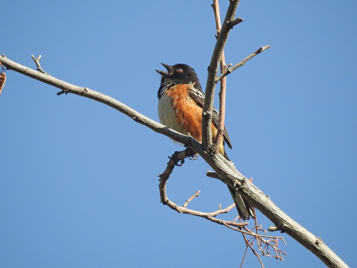 Spotted Towhee - ML157603671
