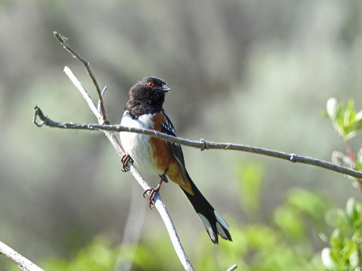 Spotted Towhee - ML157603731