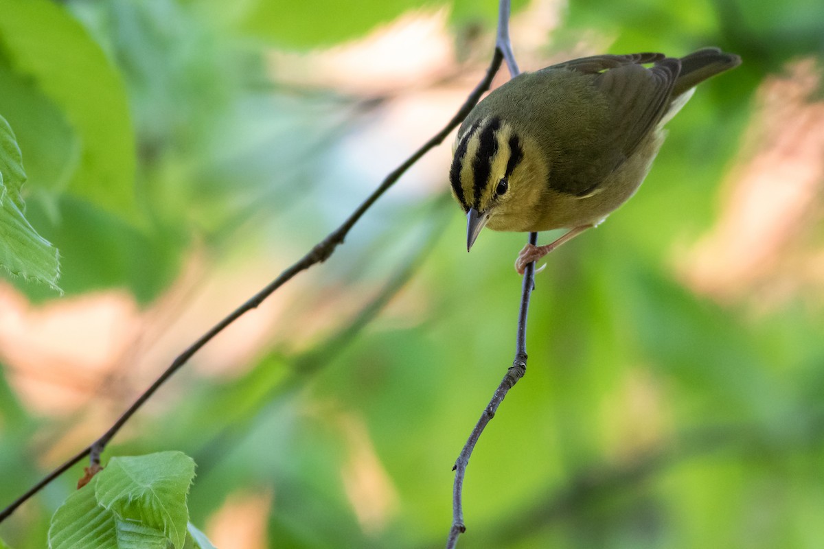 eBird Checklist 10 May 2019 Mount Auburn Cemetery 44 species