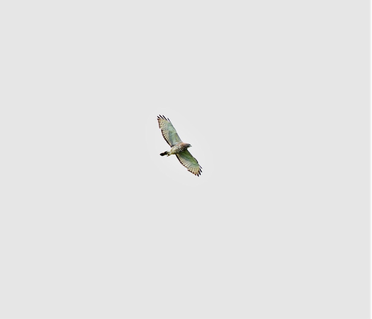 Broad-winged Hawk - ML157608121