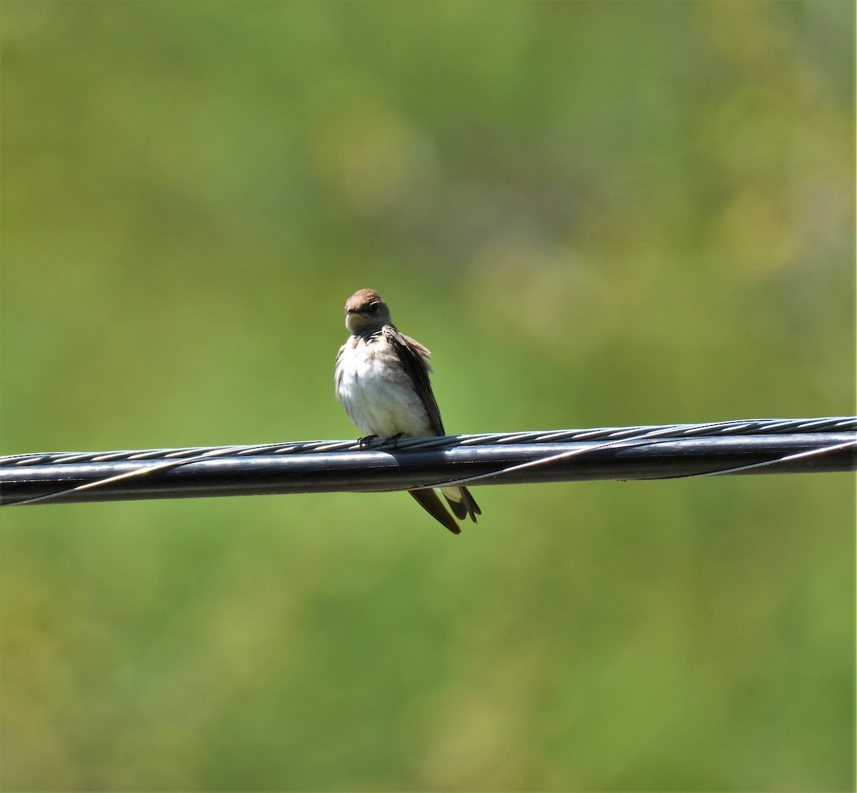 Northern Rough-winged Swallow - Joe Girgente