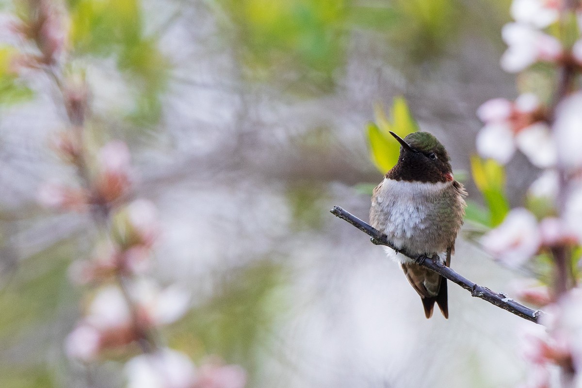 Ruby-throated Hummingbird - Brian Stahls