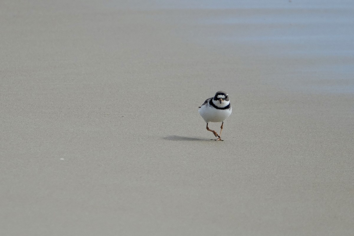 Semipalmated Plover - ML157613391