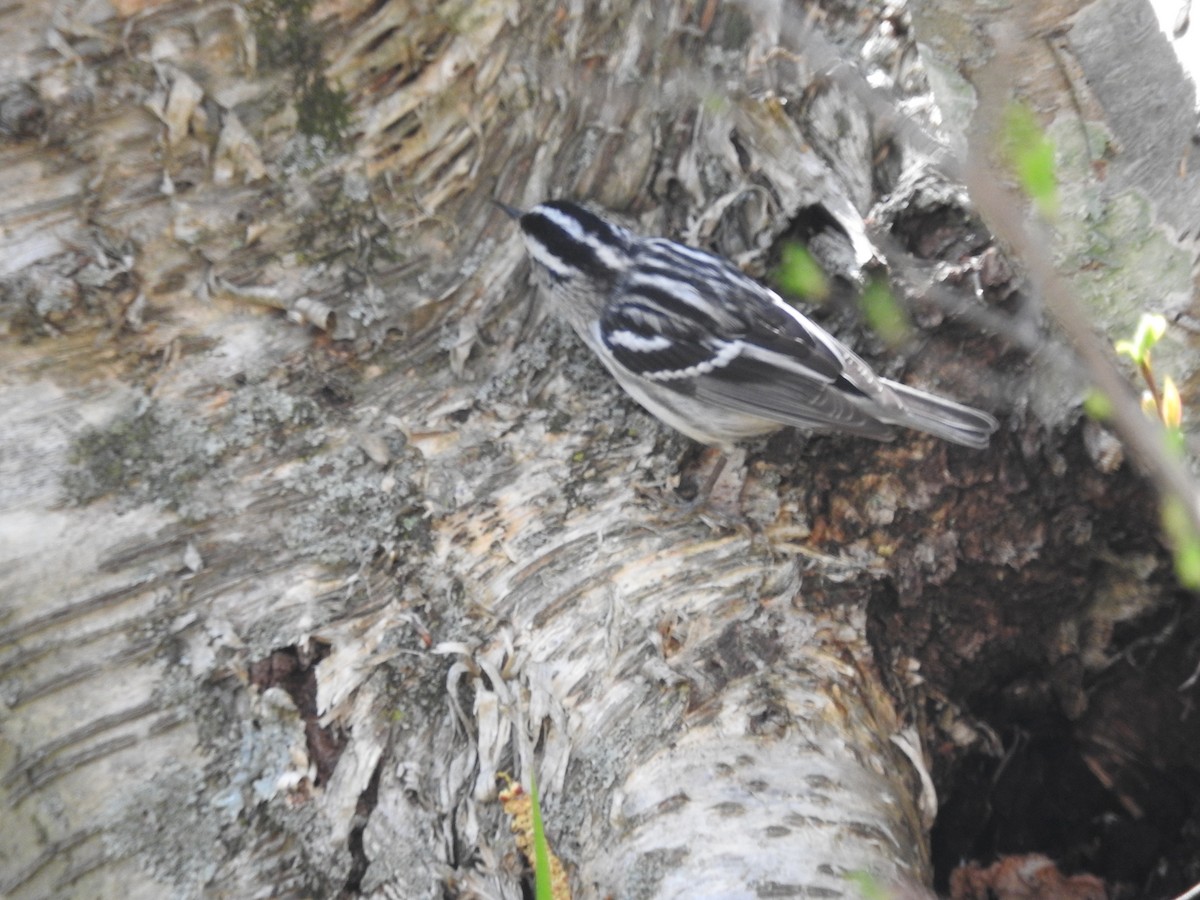 Black-and-white Warbler - ML157614321
