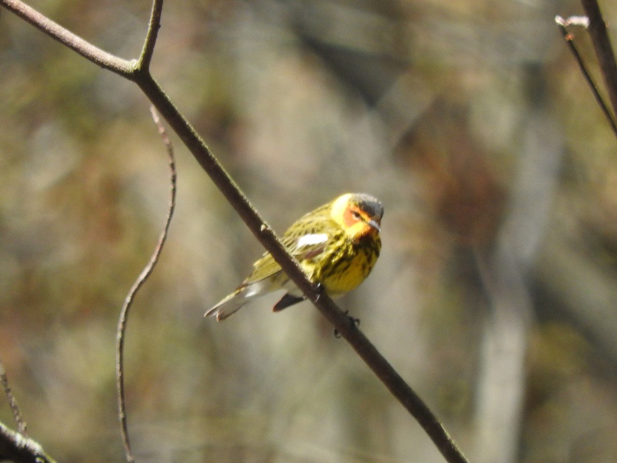 Cape May Warbler - ML157614461