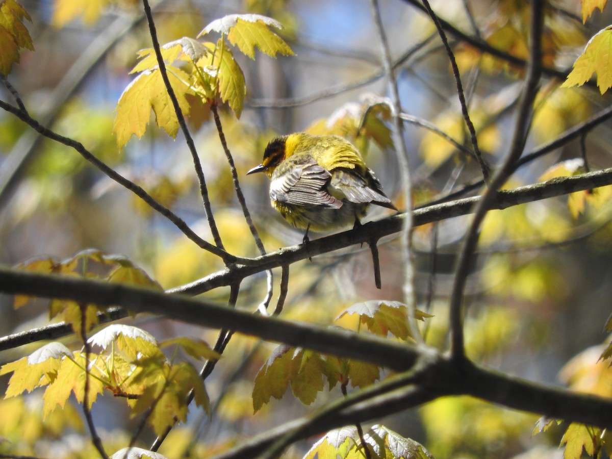 Cape May Warbler - ML157614571