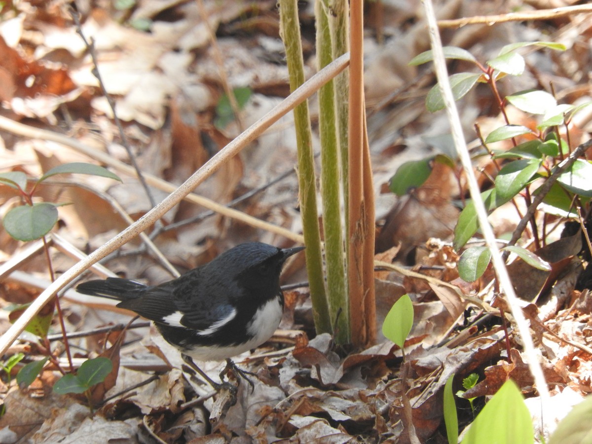 Black-throated Blue Warbler - ML157615301