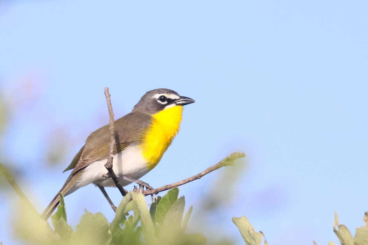 Yellow-breasted Chat - ML157615561