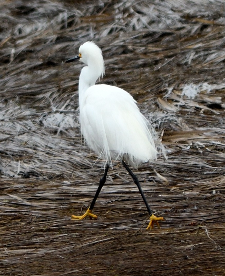Snowy Egret - Woody Gillies