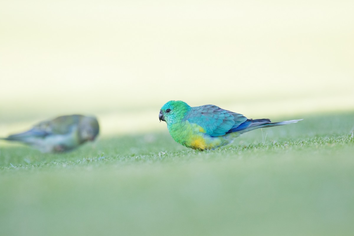 Red-rumped Parrot - ML157616751