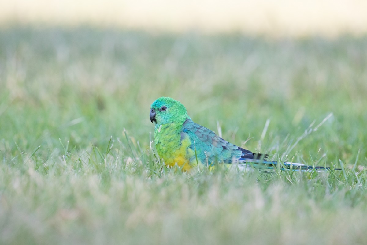 Red-rumped Parrot - ML157616781