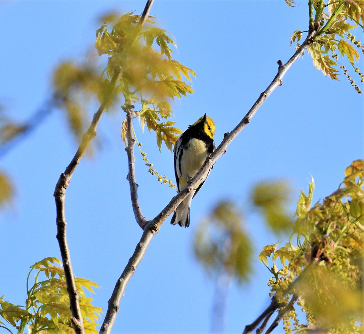 Black-throated Green Warbler - Joe Girgente