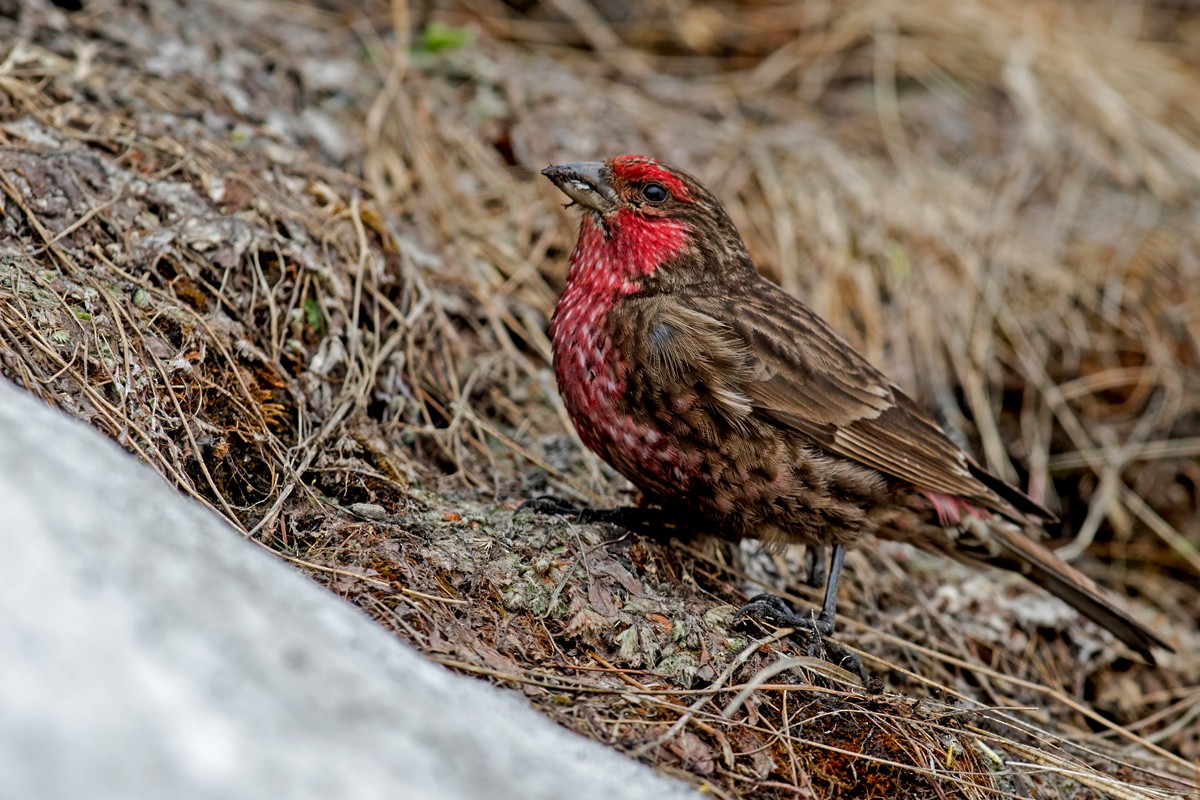 Red-fronted Rosefinch - Yogish Holla