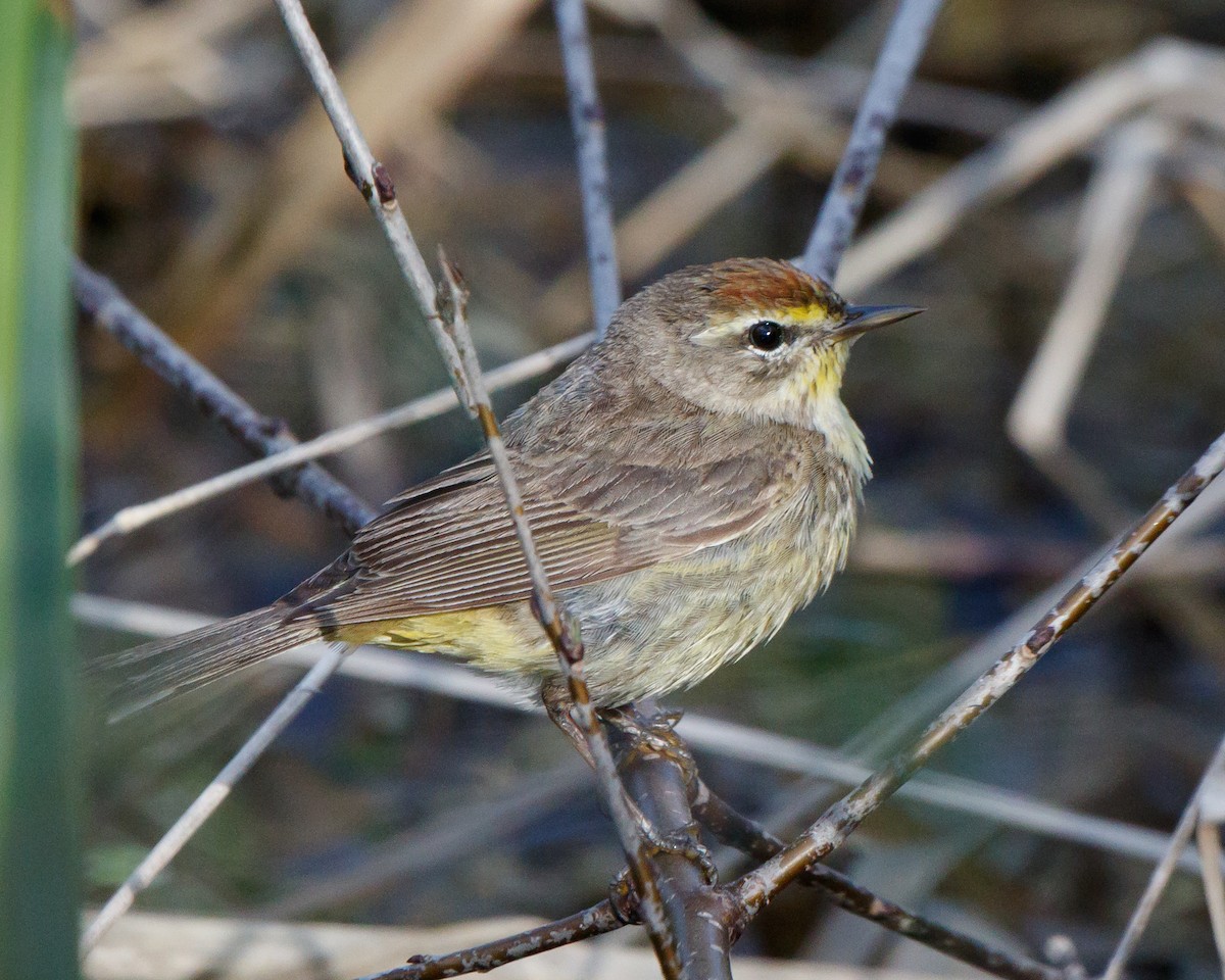 Palm Warbler - Jeff Stacey