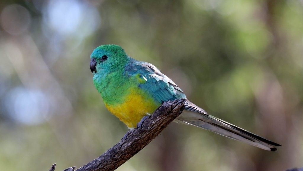 Red-rumped Parrot - ML157630471