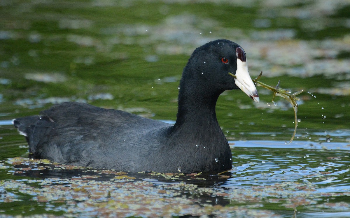 American Coot - Jeremy Cohen