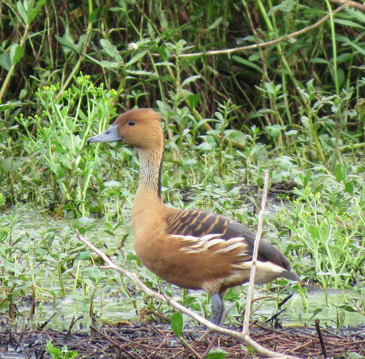 Fulvous Whistling-Duck - ML157639601