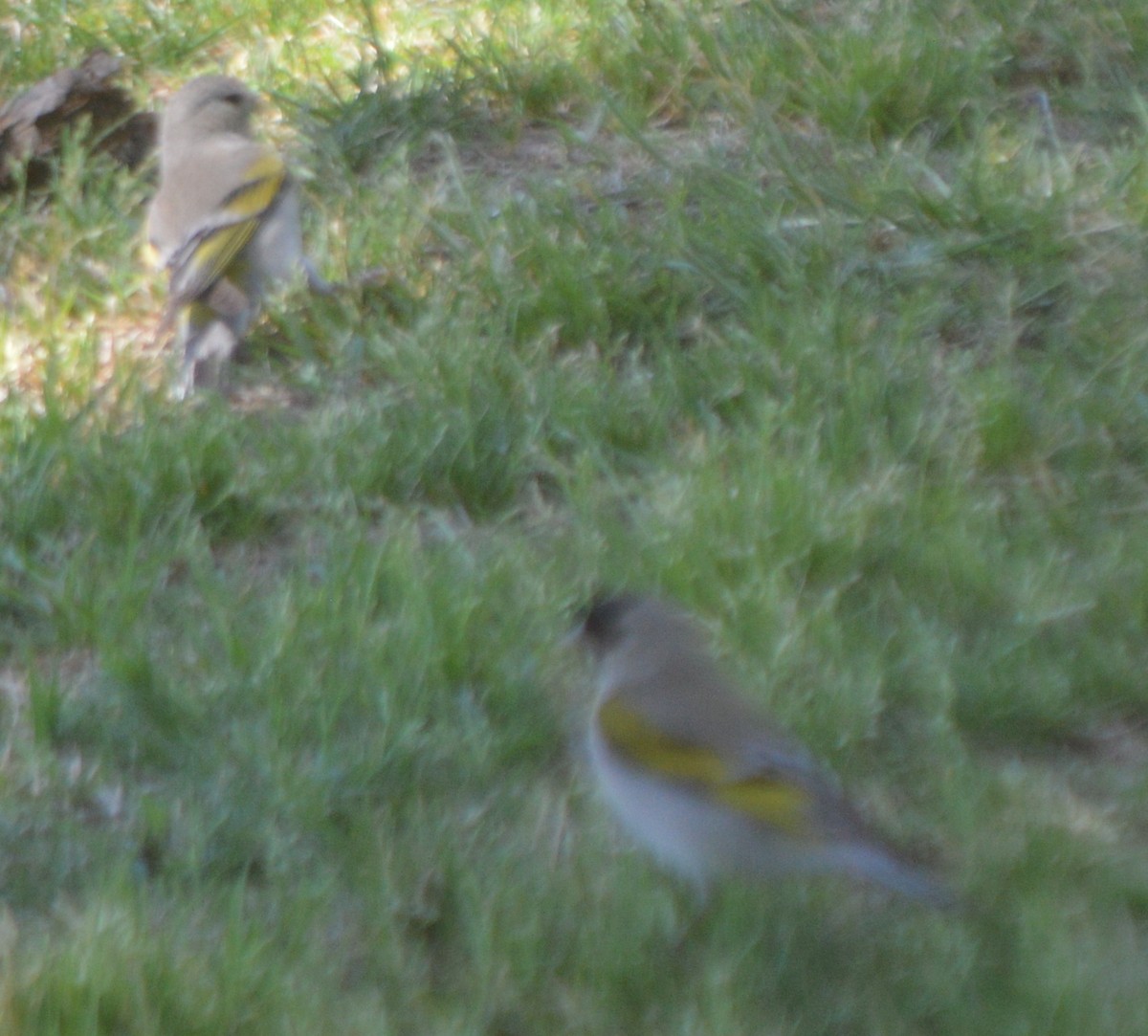 Lawrence's Goldfinch - ML157640291