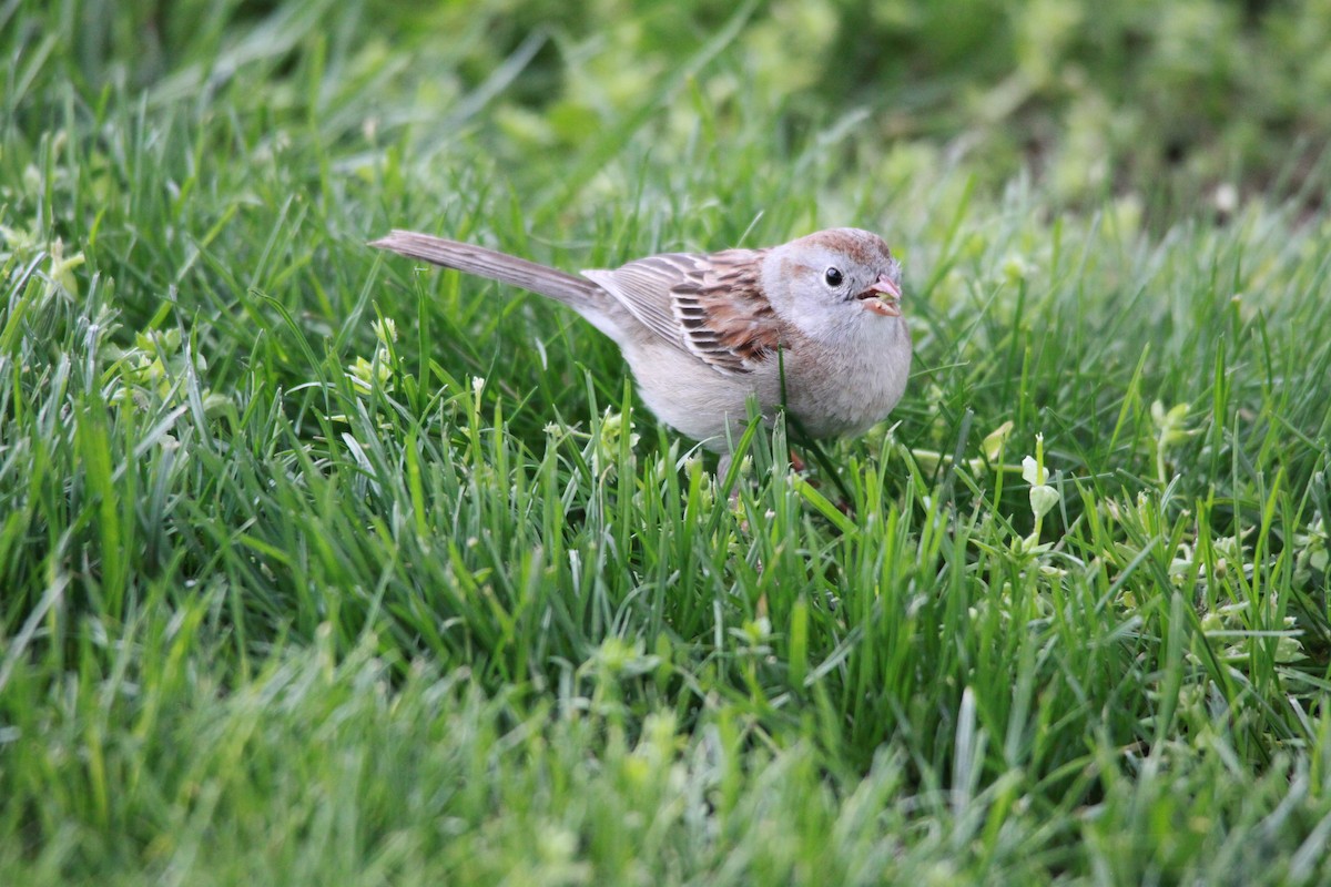 Field Sparrow - Diane Naluzny