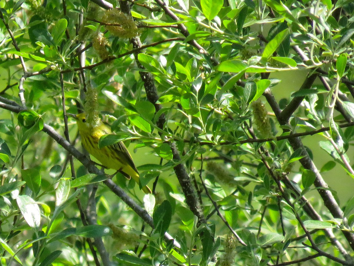 Yellow Warbler - ML157649421