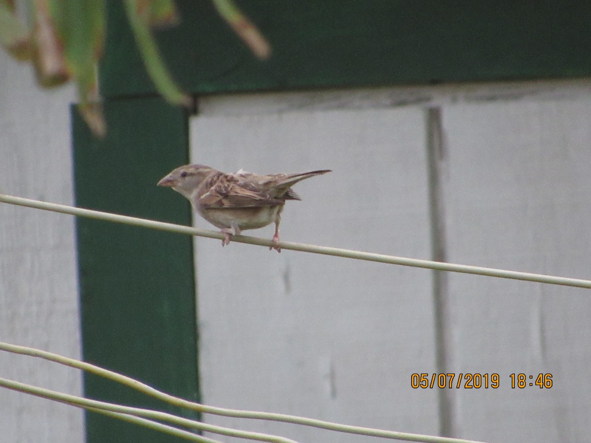 House Sparrow - ML157650401