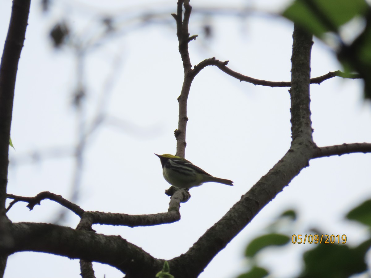 Black-throated Green Warbler - ML157650431
