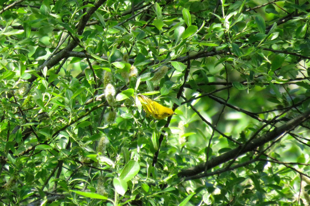 Yellow Warbler - ML157650661