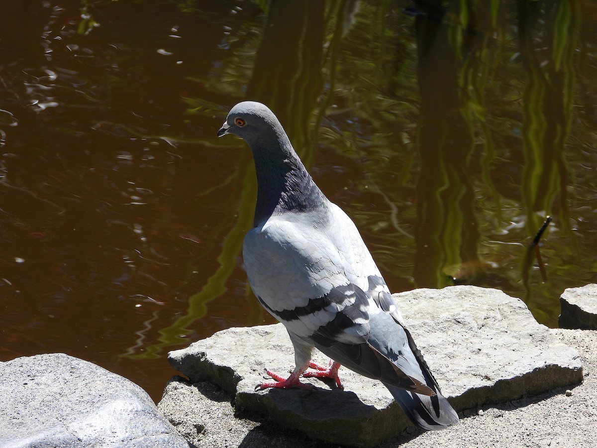 Rock Pigeon (Feral Pigeon) - ML157651001
