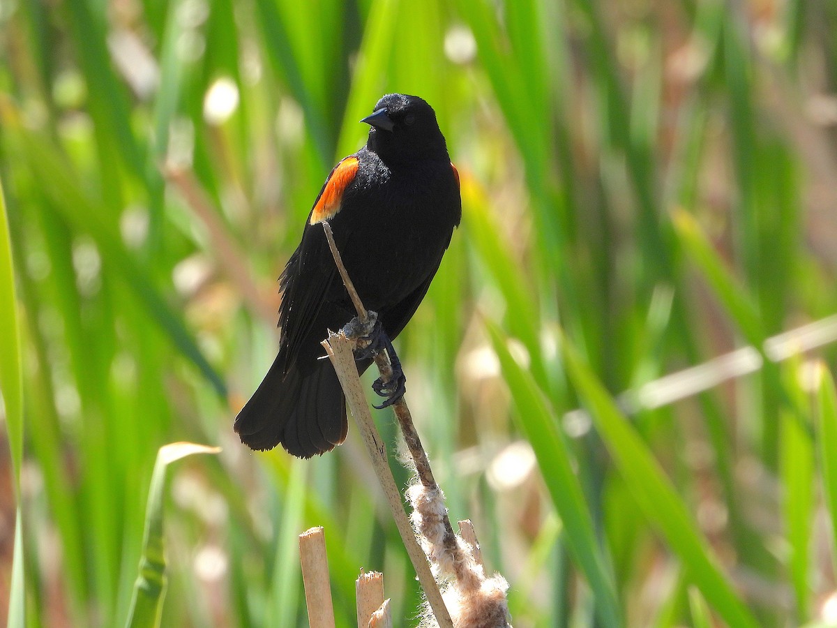 Red-winged Blackbird - Farshad Pourmalek
