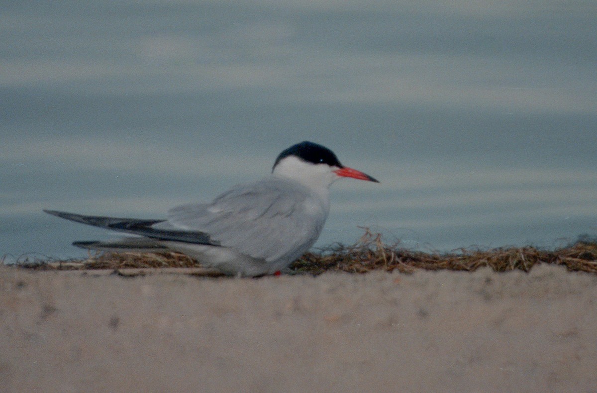 Common Tern - Donald Gallagher