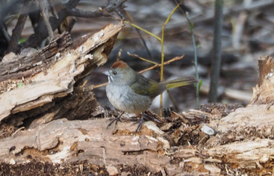 Green-tailed Towhee - Leslie S