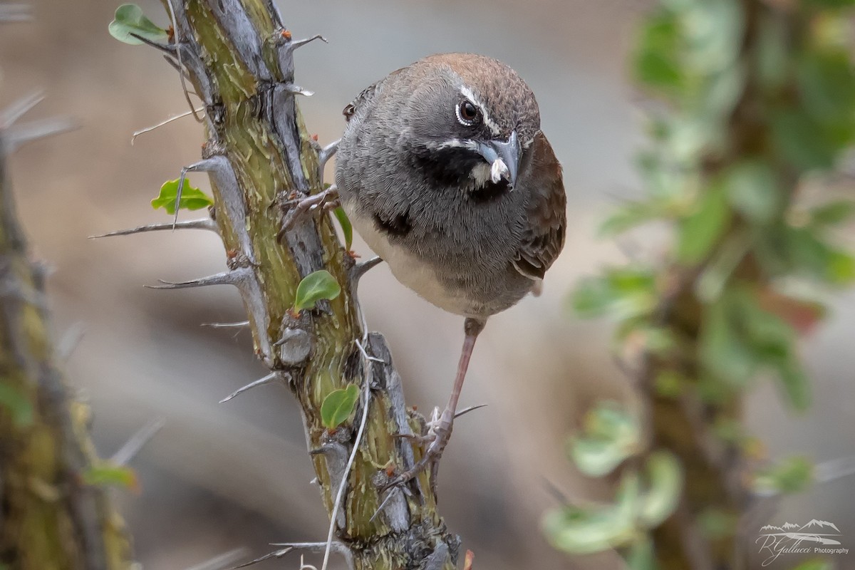 Five-striped Sparrow - Robert Gallucci