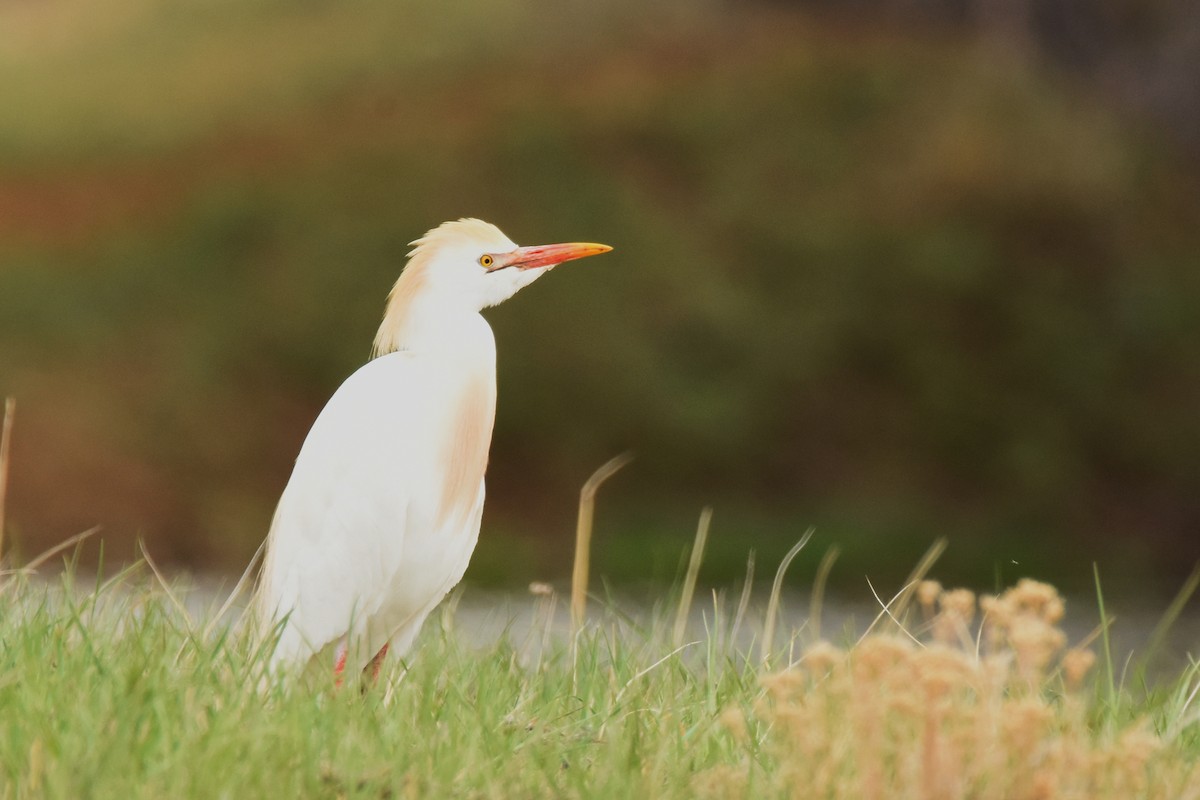 Western Cattle Egret - Andy Bankert