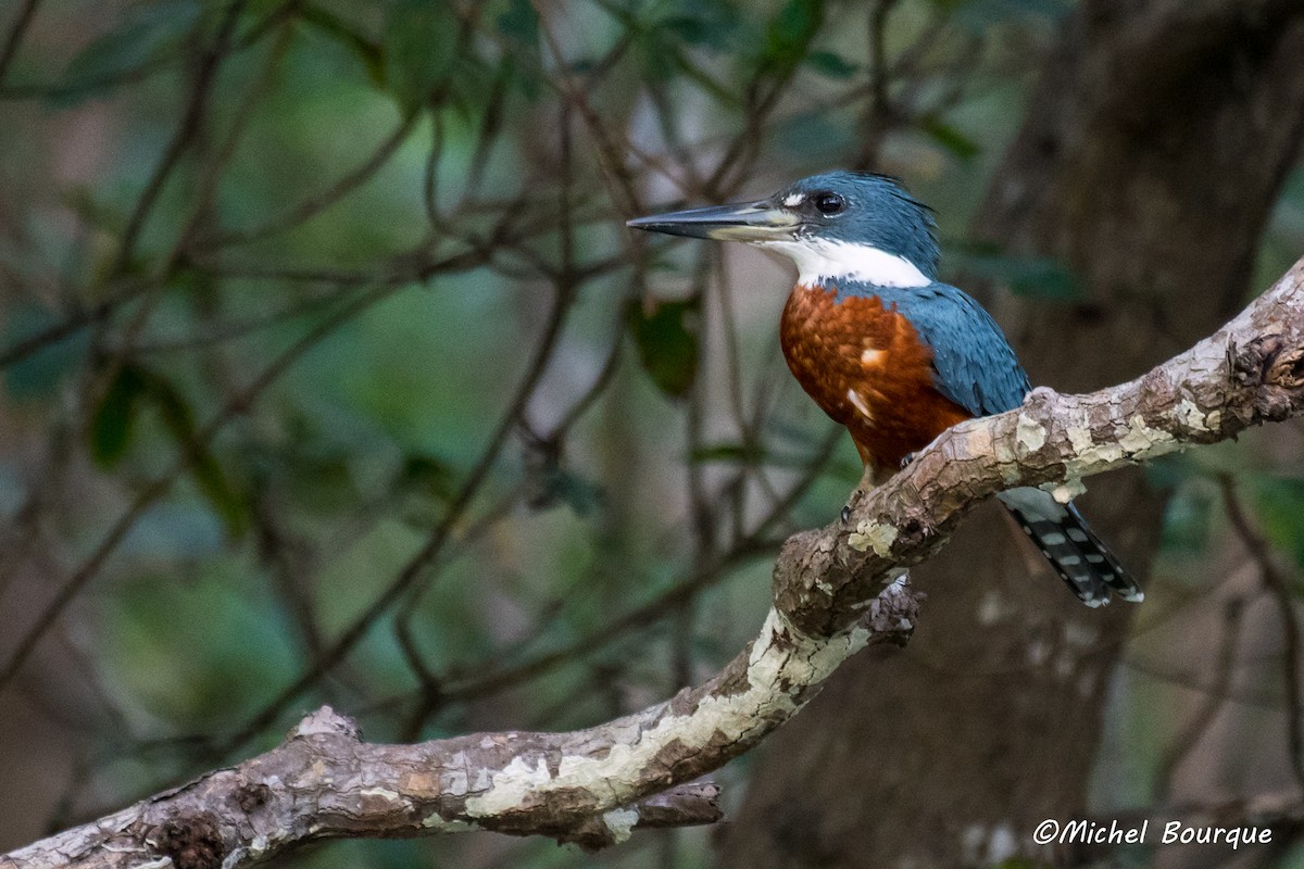 Ringed Kingfisher - Michel Bourque