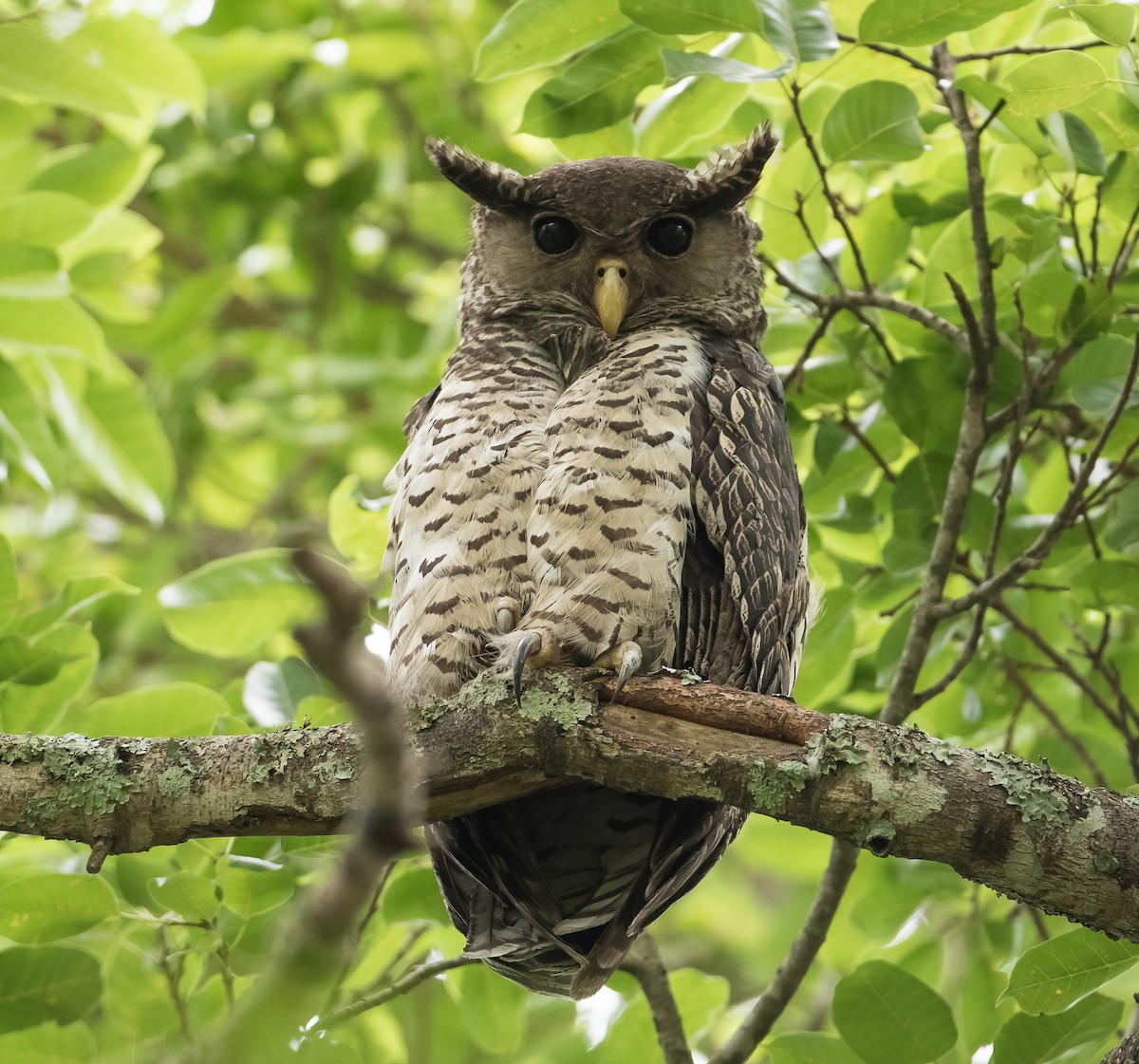 Spot-bellied Eagle-Owl - Murugesh Natesan