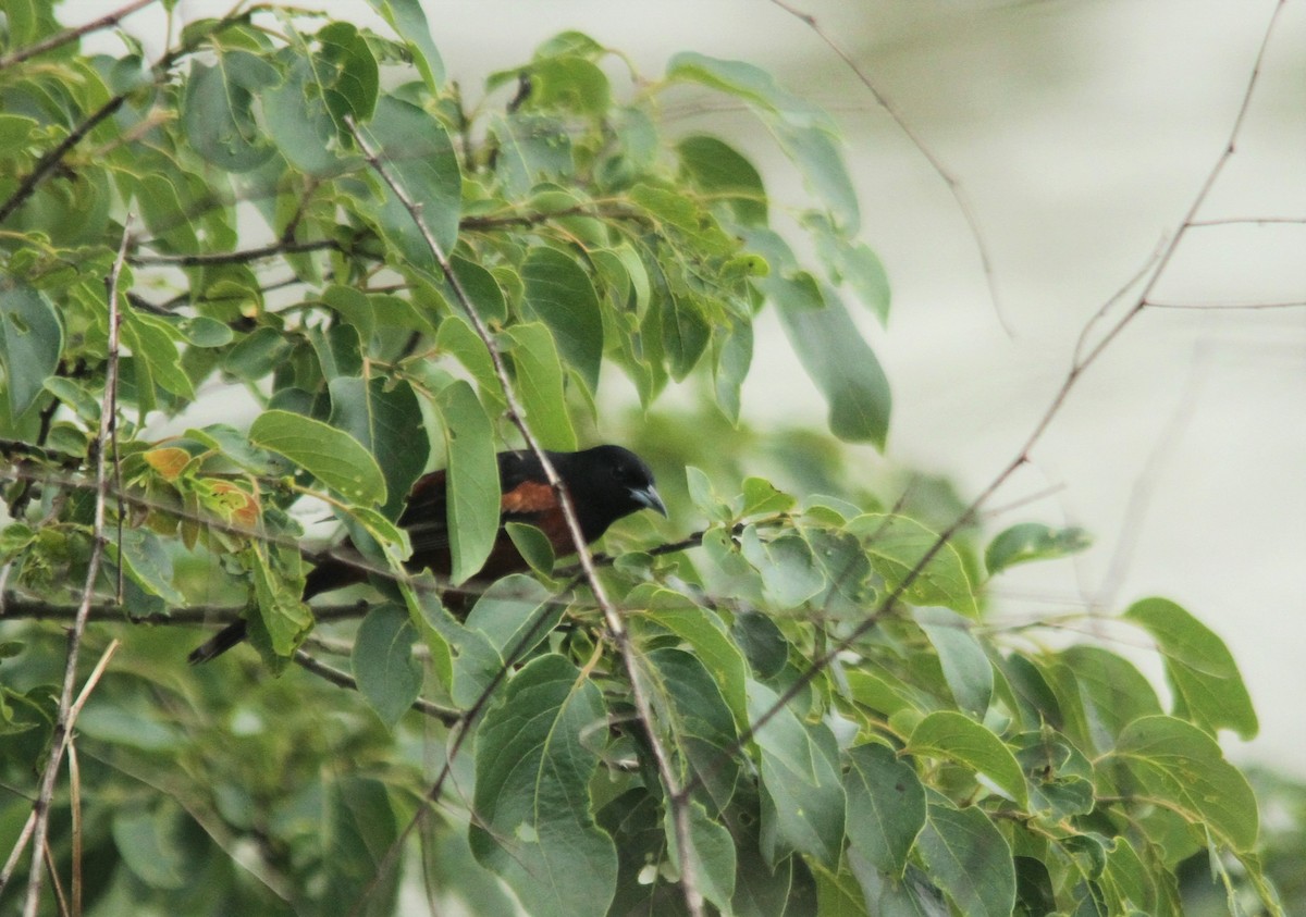 Orchard Oriole - ML157666331