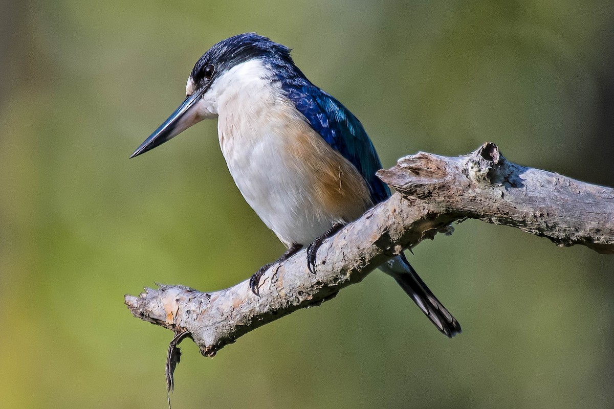 Forest Kingfisher - ML157666401